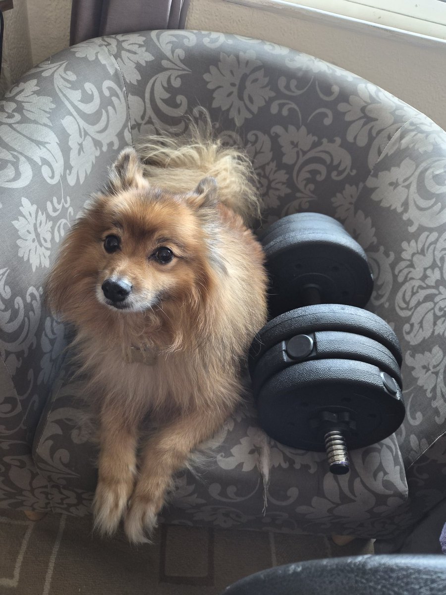 TheMalaMutt's tweet photo. He wants to be curled https://t.co/5jhDTNDBOc