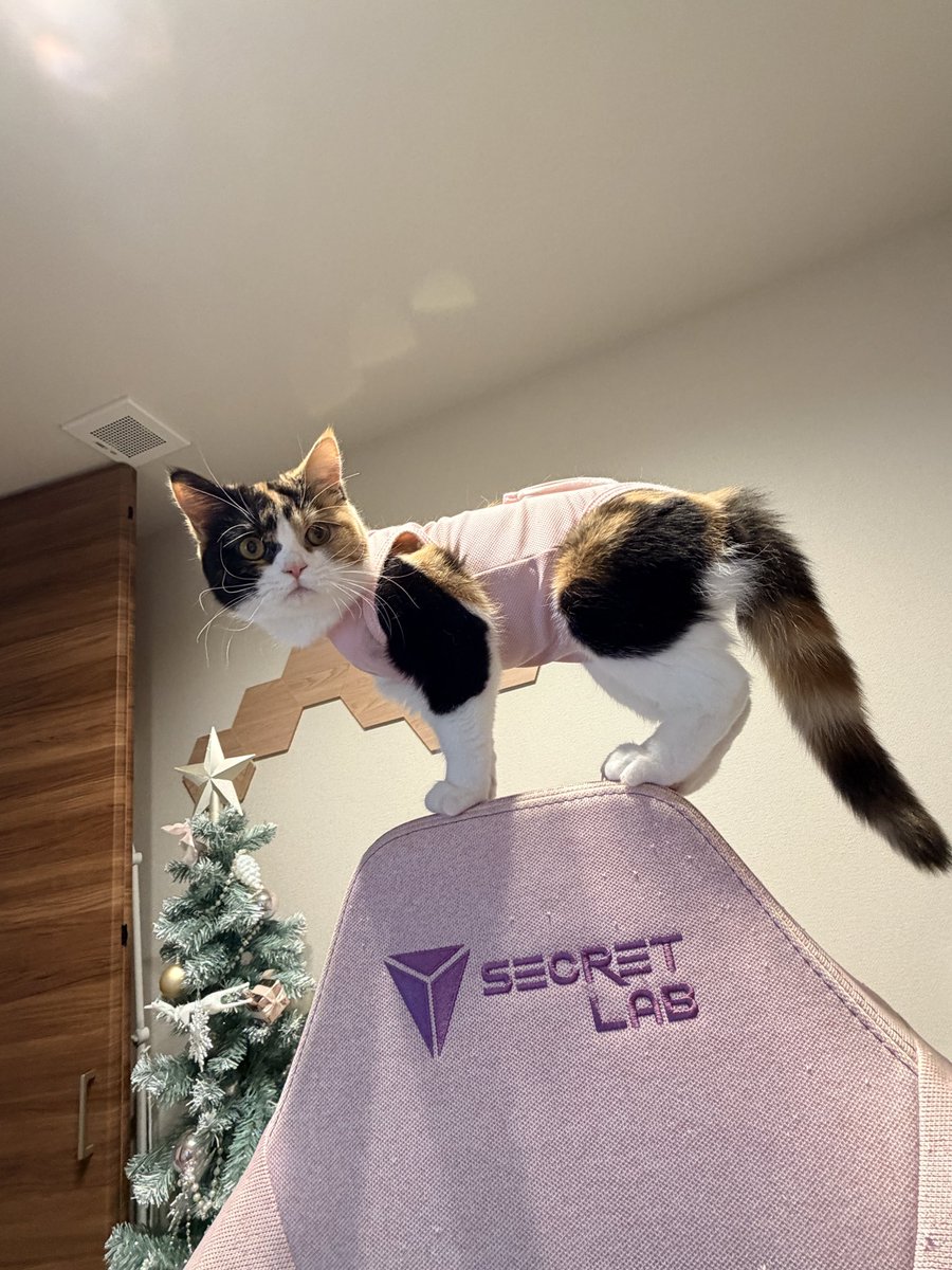 Akatsuki Rei 🌙ིྀ 霊 tweet media