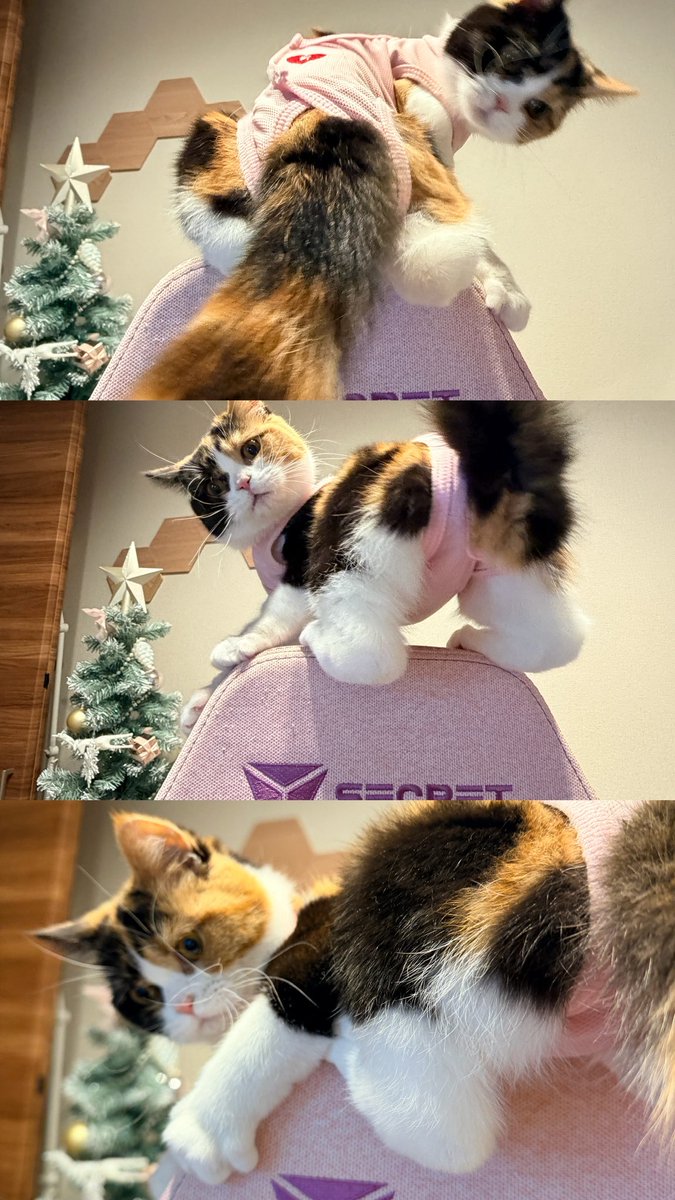 Akatsuki Rei 🌙ིྀ 霊 tweet media