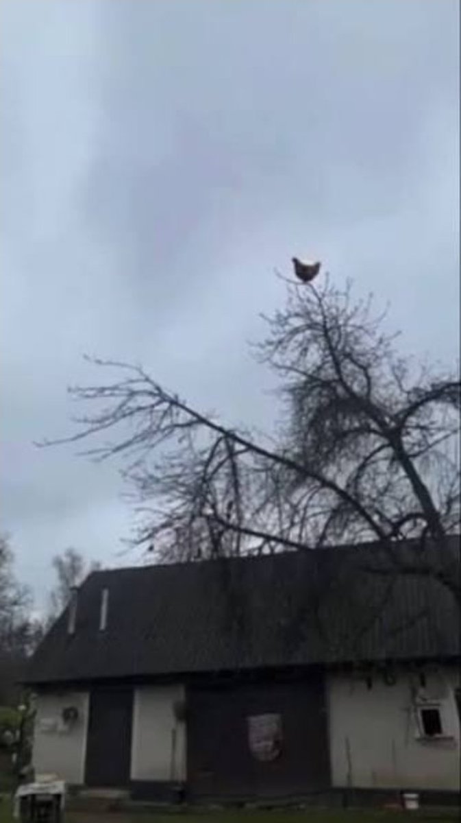 Condi - 🎈Foploon🎈 tweet media