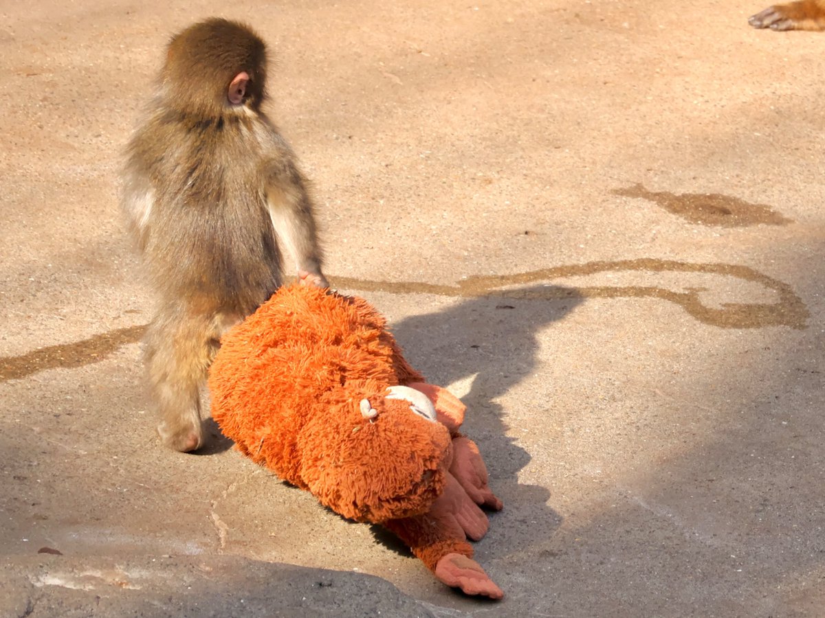 子ザルのパンチくんの大冒険🐒
パンチくんの小さな背中、かわいくて仕方がない💕
今後も健やかに元気に育っていきますように🙏✨
#がんばれパンチ #パンチ #Punch #Panchi #パンチくんの大冒険 #オランママ #Punchi #Panch #市川市動植物園 #PunchTheMonkey