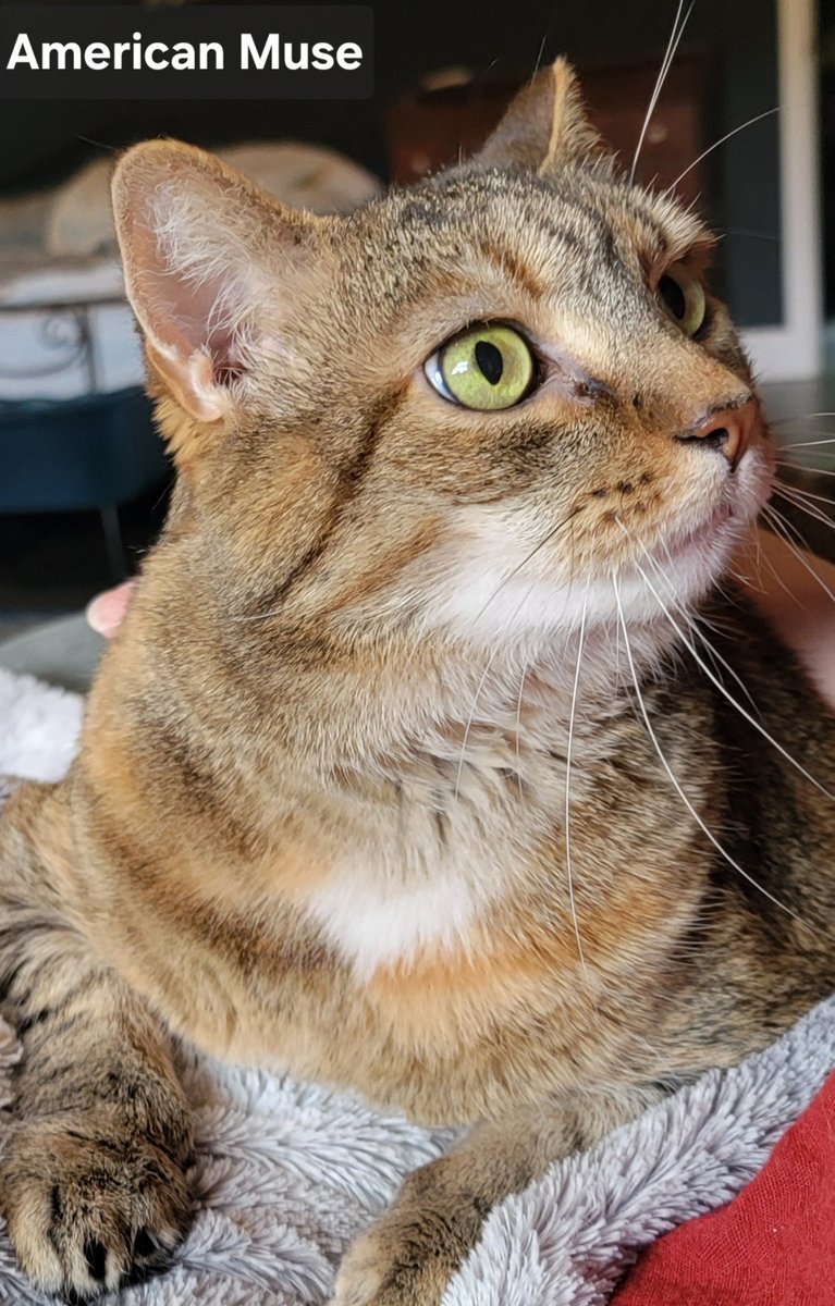 This is my other cat, Lucy. 

She's an a-hole 🙀