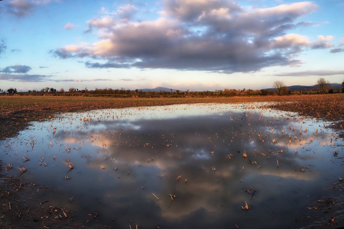 Gerard Sheehy tweet media