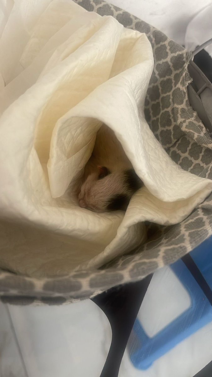 Engmanalrescuer tweet media