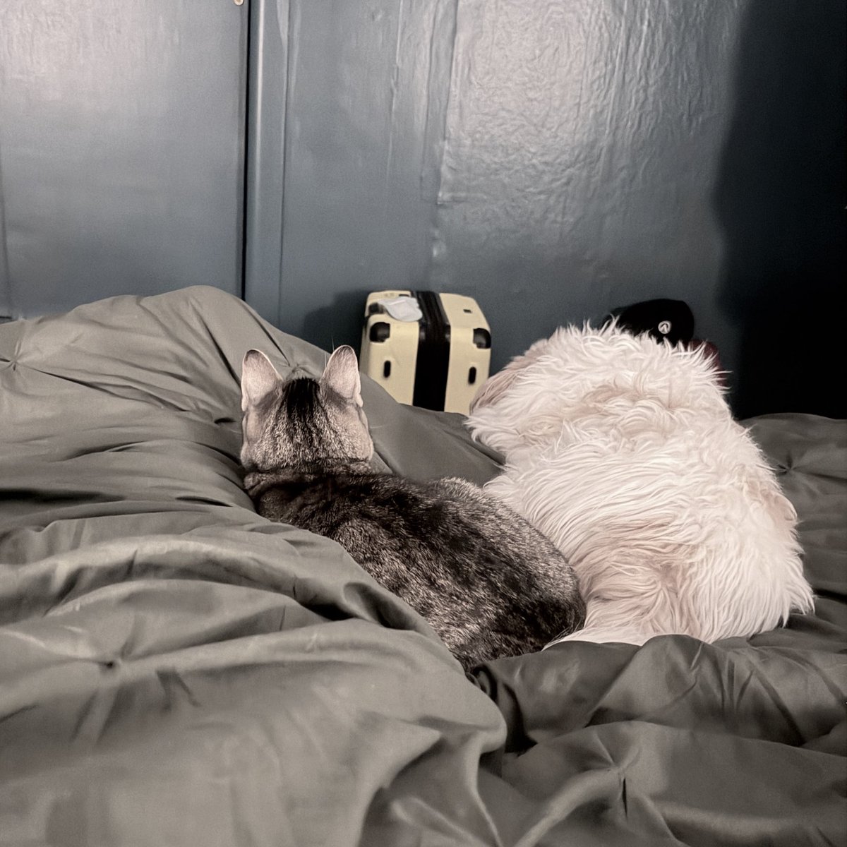 Mandy May 🐮🧡 tweet media