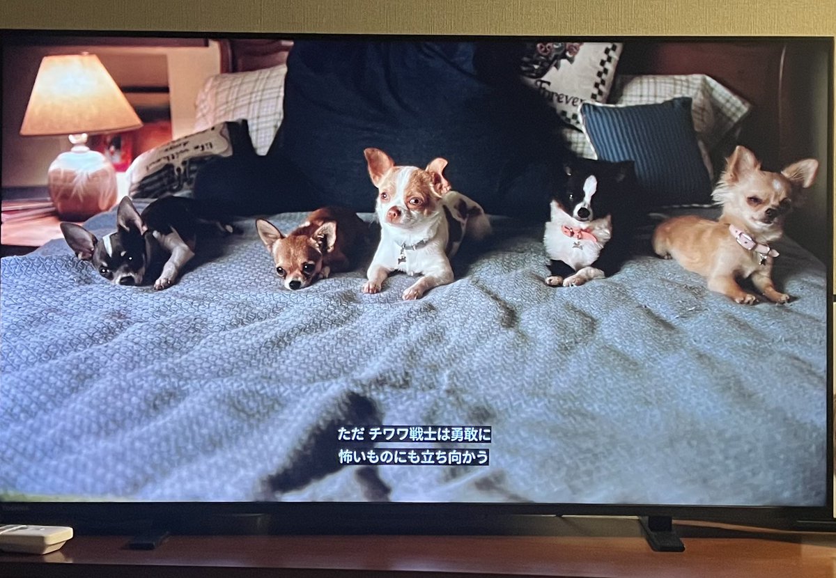 チワワ戦士🐶🐶🐶🐶🐶