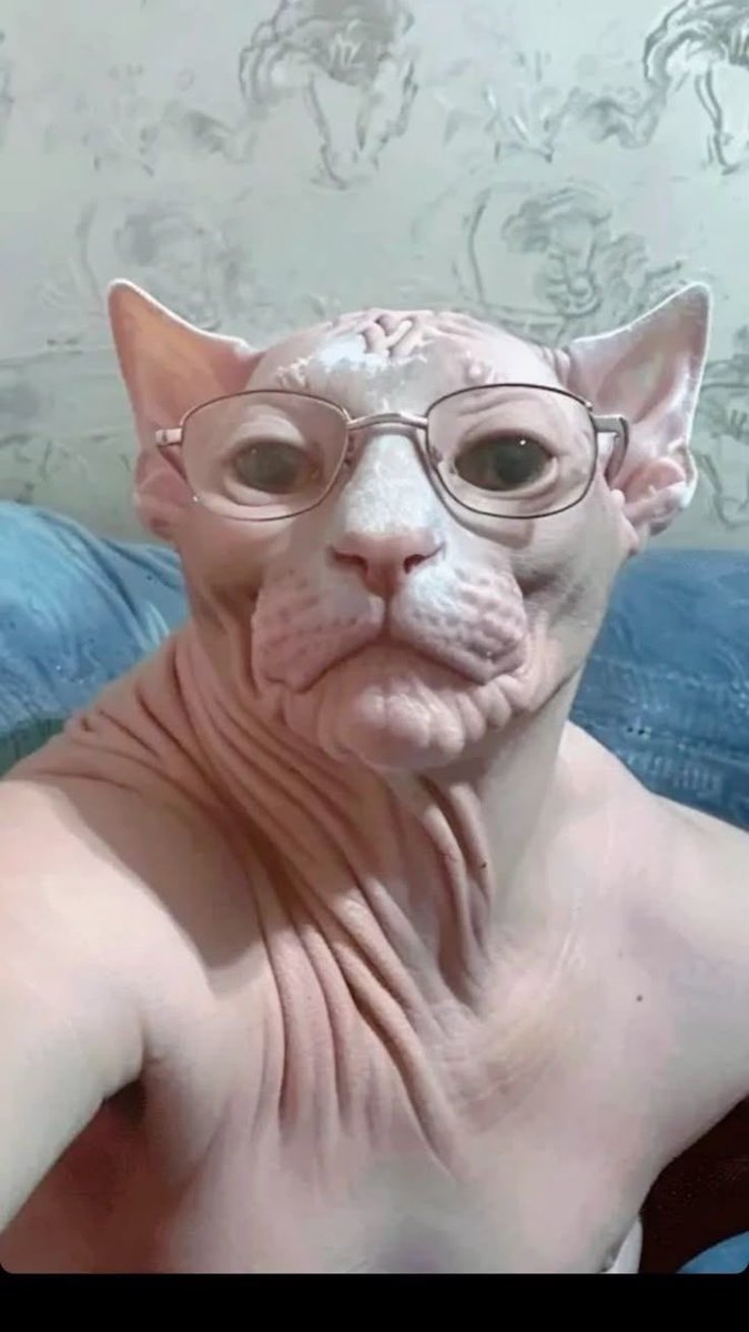 Rato de Esgoto tweet media