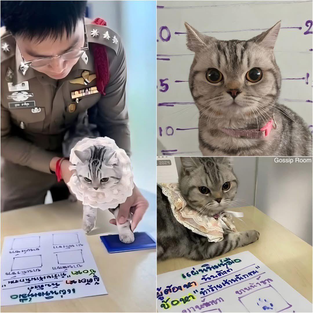 GOSSIP ROOM tweet media