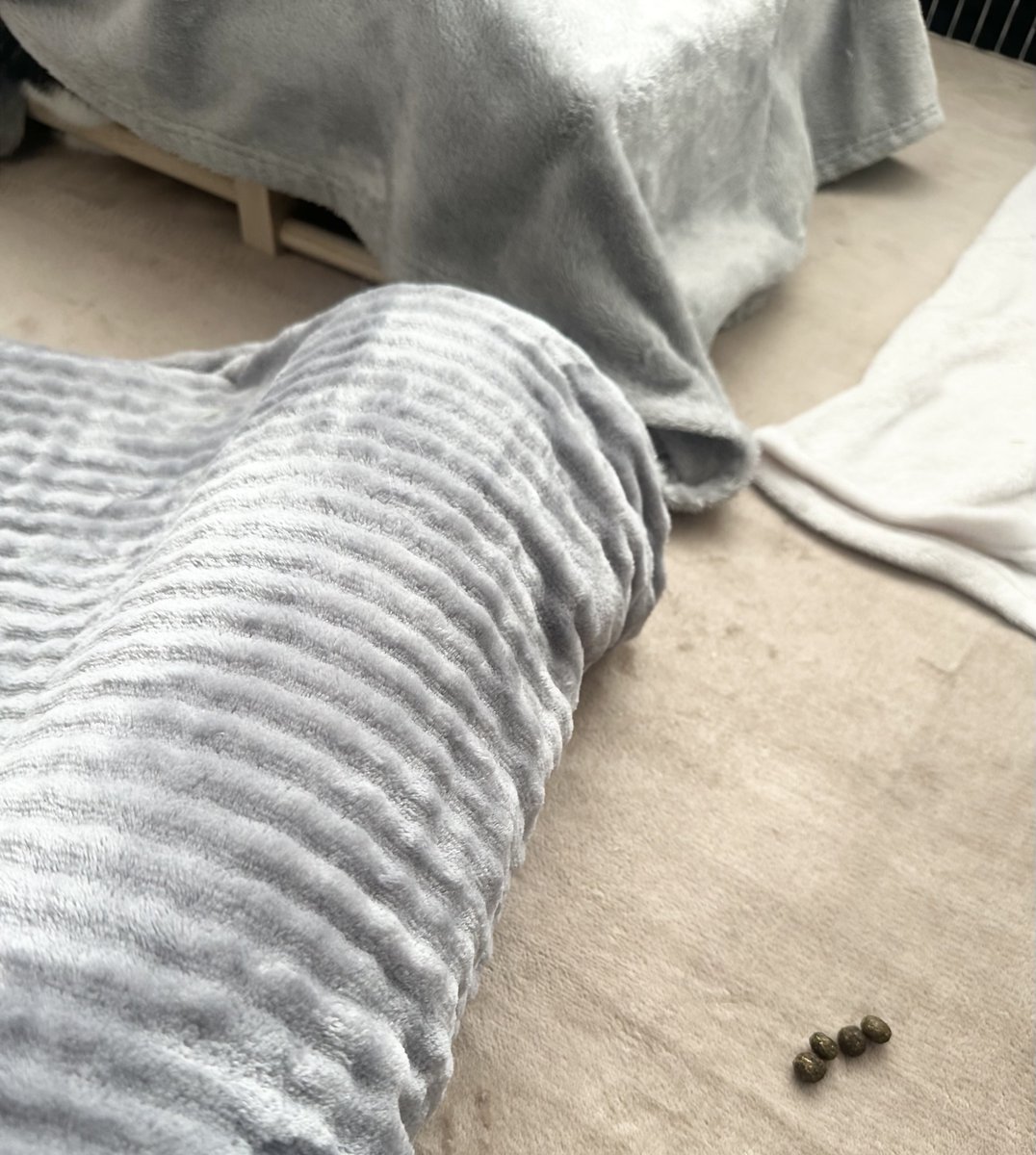 うさぎのバズ🐰I am Buzz tweet media