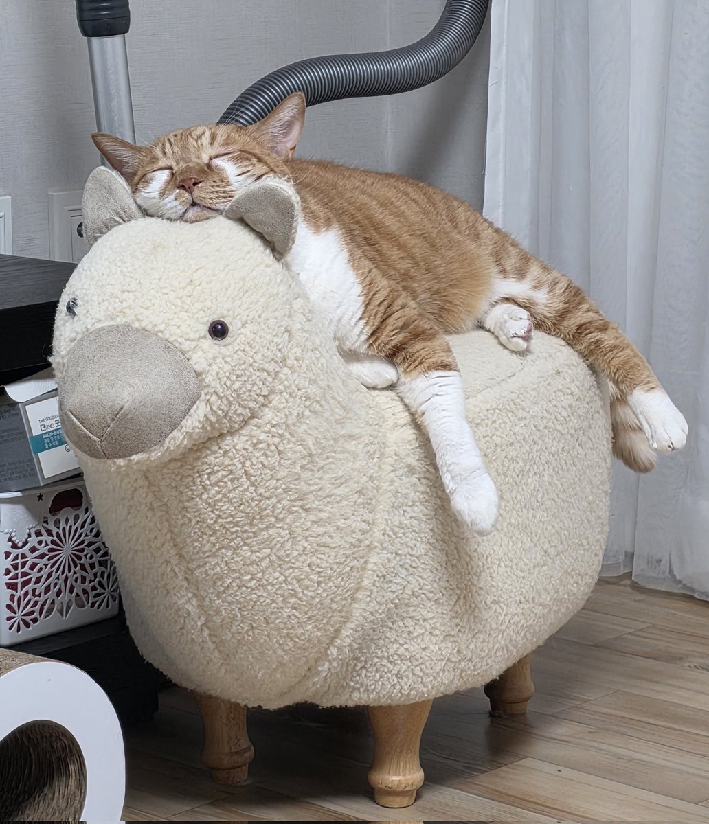 SongSong0516's tweet photo. zzz https://t.co/LlFreLnzRI