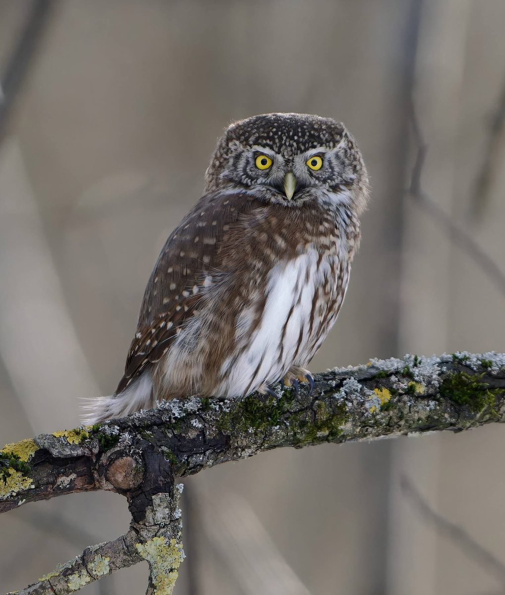 savebitza tweet media