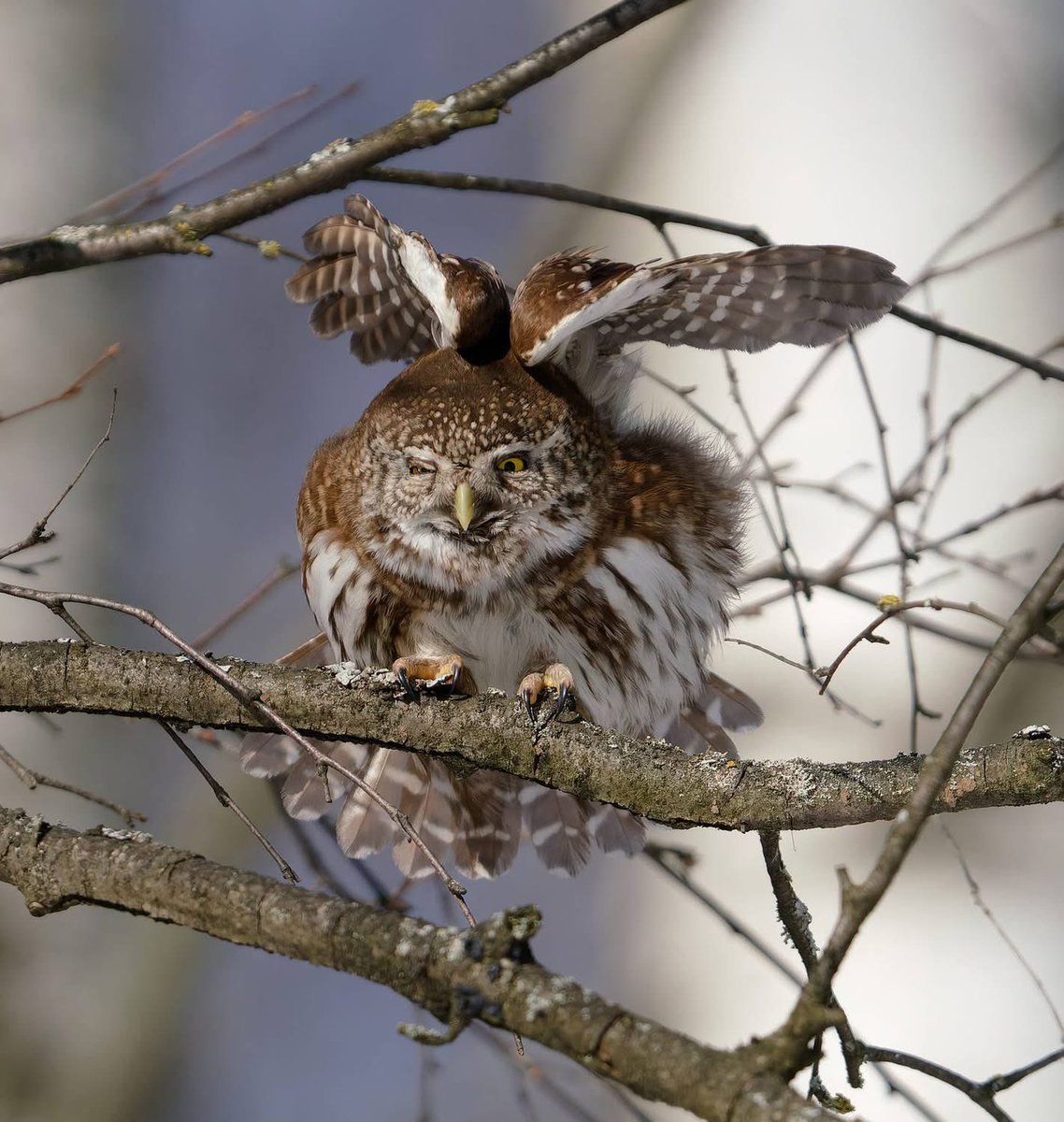 savebitza tweet media