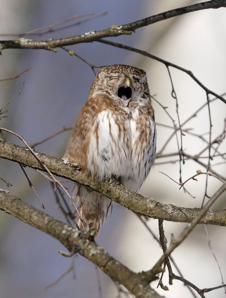 savebitza tweet media