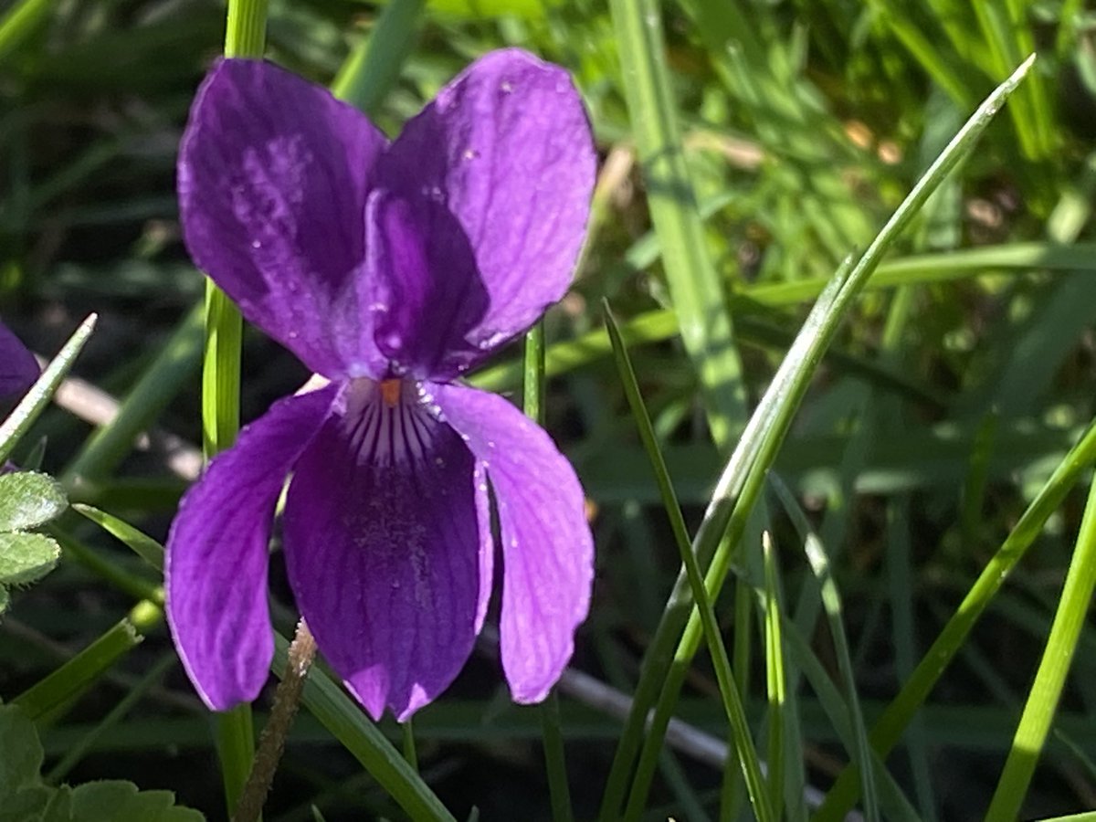 Api:Cultural tweet media