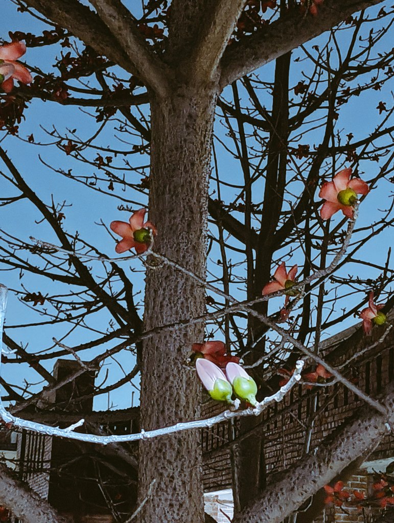 Where academic excellence meets serenity. #spring at #JNU