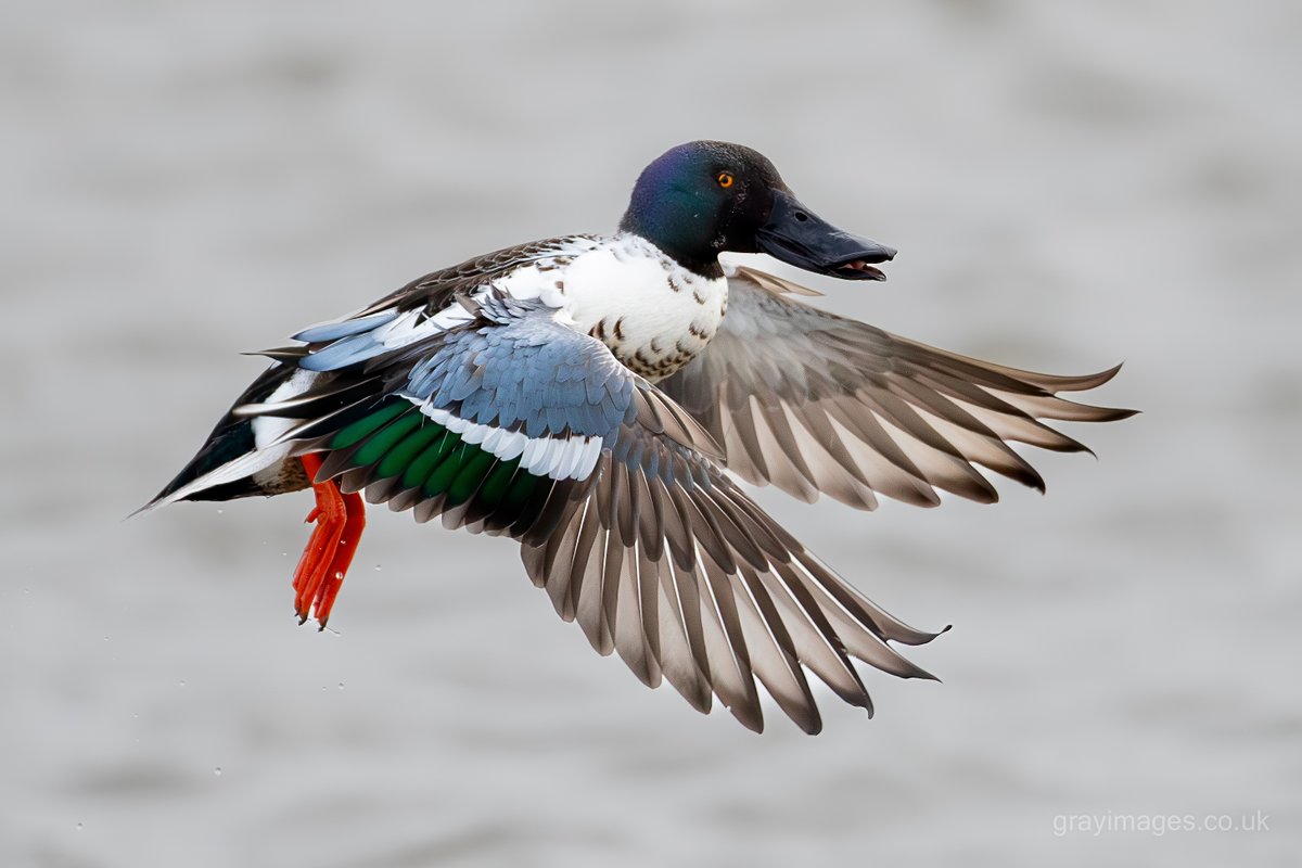 Sean Gray tweet media