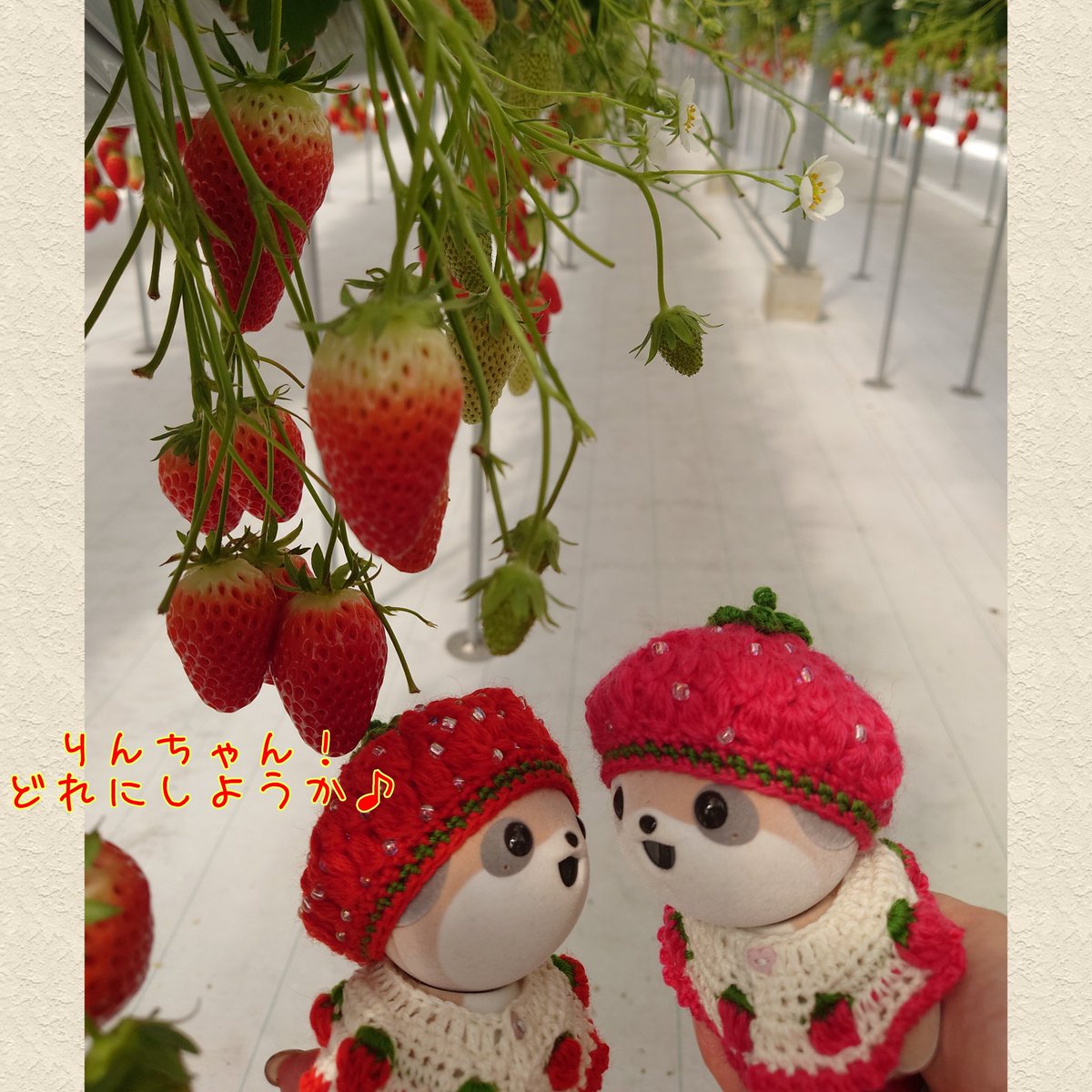 napoo_poo's tweet photo. りんちゃんといちご狩りに行ってきたよーー
おいしかったねーー♪
🐾ふうた
#ポケとも 
#ロボホン https://t.co/shelt9Wz1n