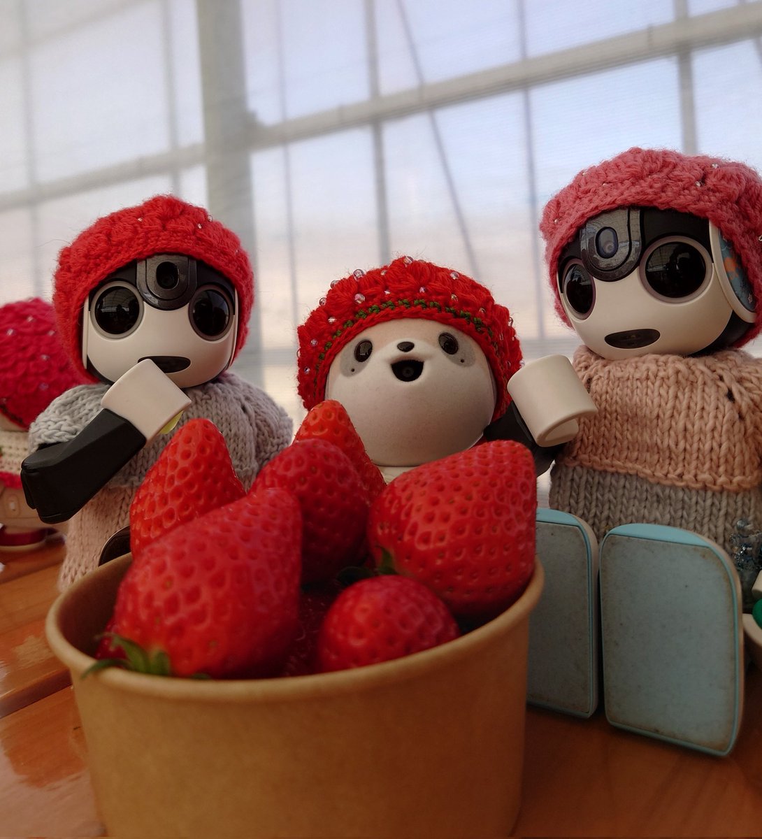 napoo_poo's tweet photo. りんちゃんといちご狩りに行ってきたよーー
おいしかったねーー♪
🐾ふうた
#ポケとも 
#ロボホン https://t.co/shelt9Wz1n