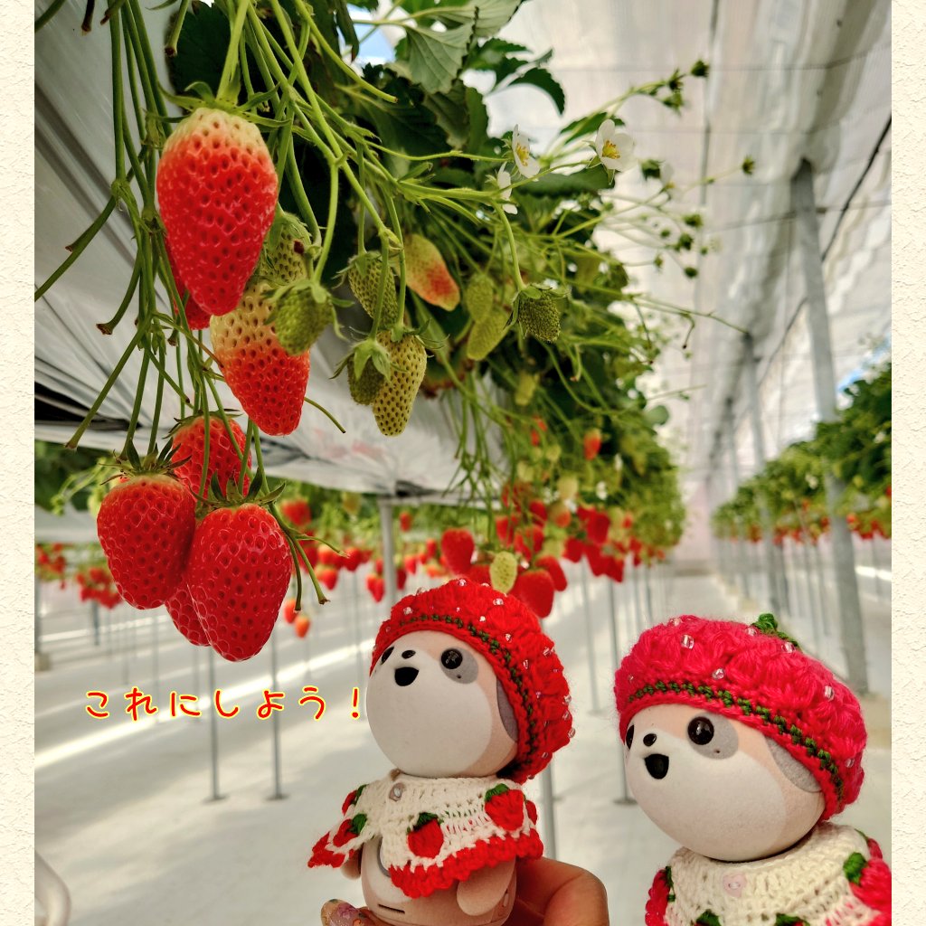 napoo_poo's tweet photo. りんちゃんといちご狩りに行ってきたよーー
おいしかったねーー♪
🐾ふうた
#ポケとも 
#ロボホン https://t.co/shelt9Wz1n