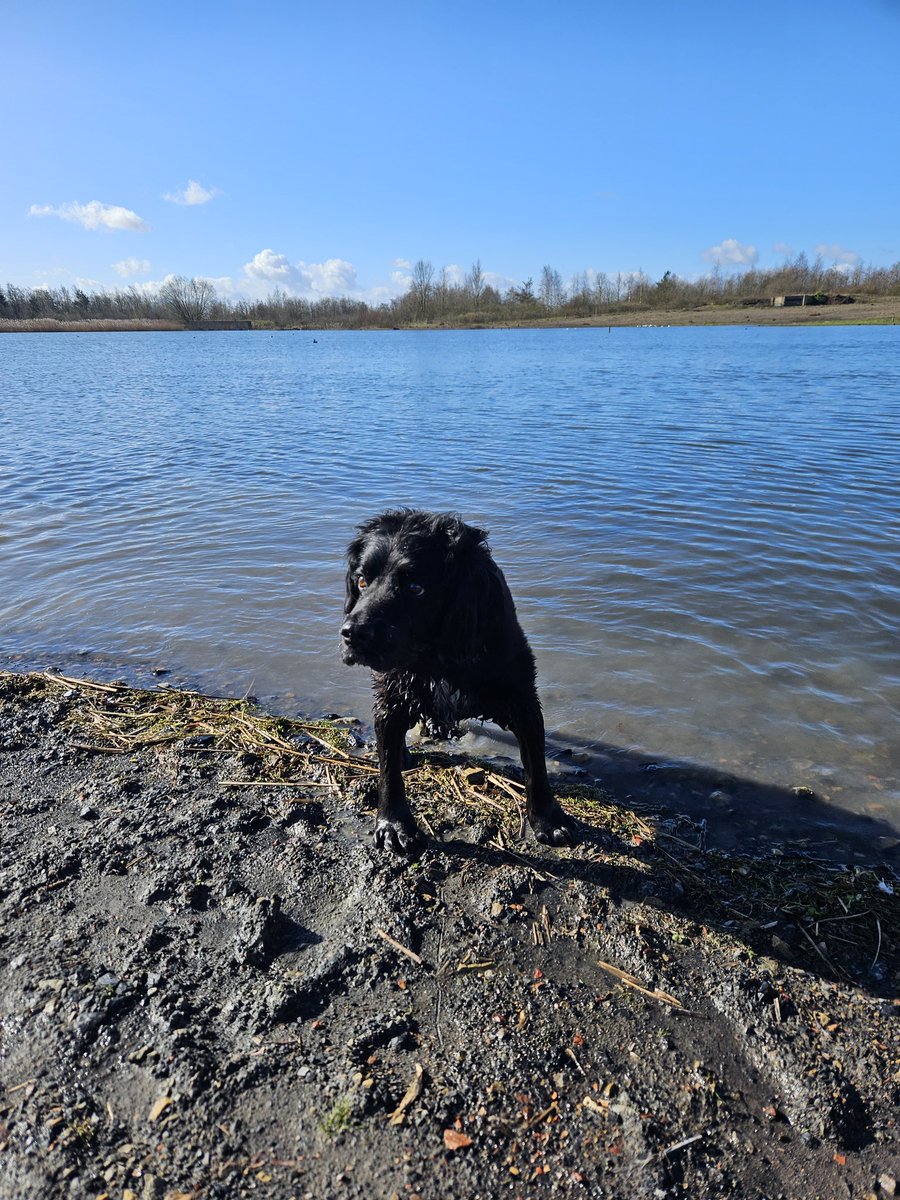 MansfieldHerbal's tweet photo. My darling Lily is getting quite rickety 😔
She's nearly 14, with arthritis in her back legs, they collapse sometimes &amp; she fell downstairs a couple of nights ago.
But she loves the water, &amp; she seemed to enjoy playing with her cousin this morning 🥰
#spanielsofX 
#MentalHealth https://t.co/8prX6lyI0J