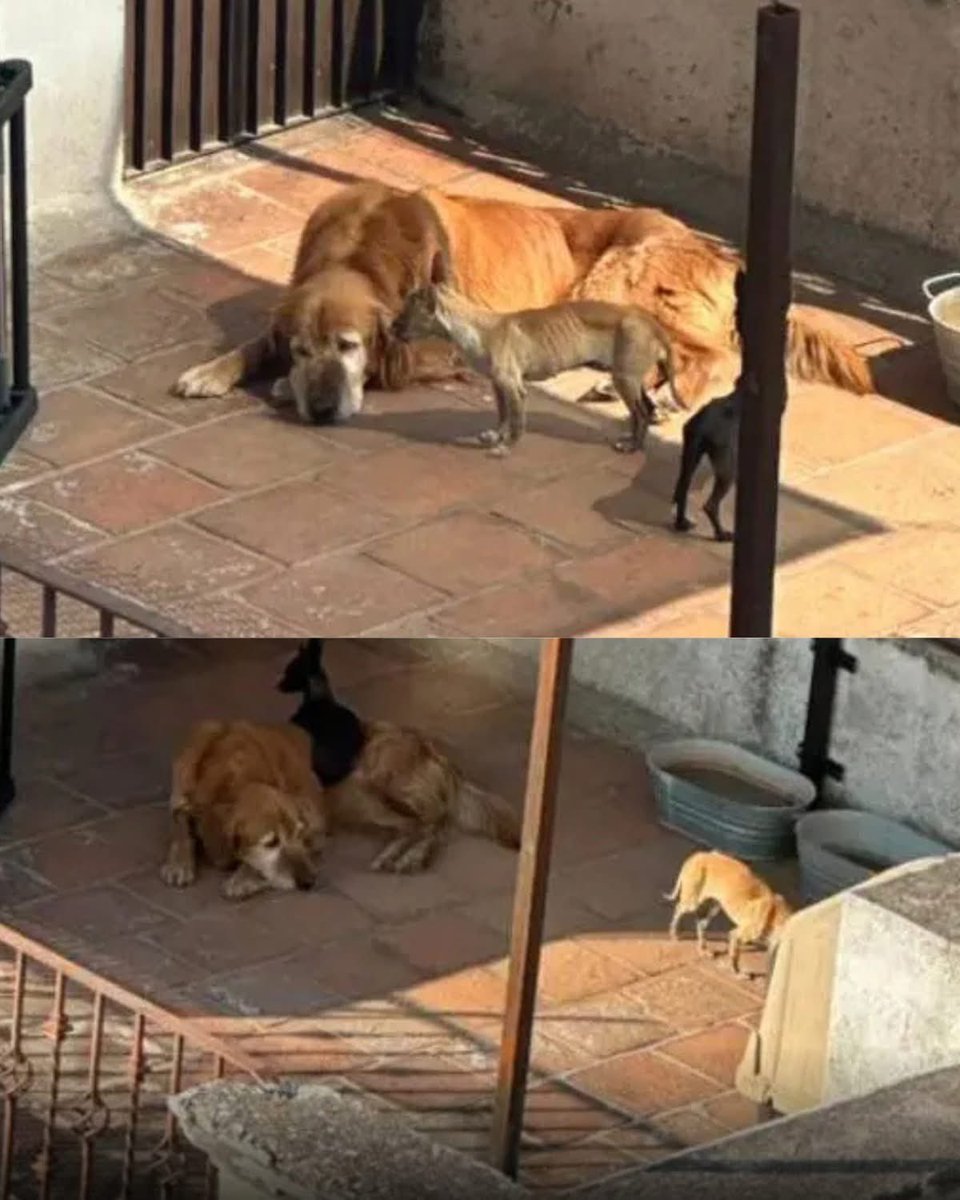 🚨🐶 Denuncian abandono de tres perros en azotea de Prados Agua Azul

Vecinos de la cerrada 55-A Poniente, en la colonia Prados Agua Azul, alertaron por tres perros que permanecen en una azotea, expuestos al sol, sin agua ni alimento visible y con signos de desnutrición.