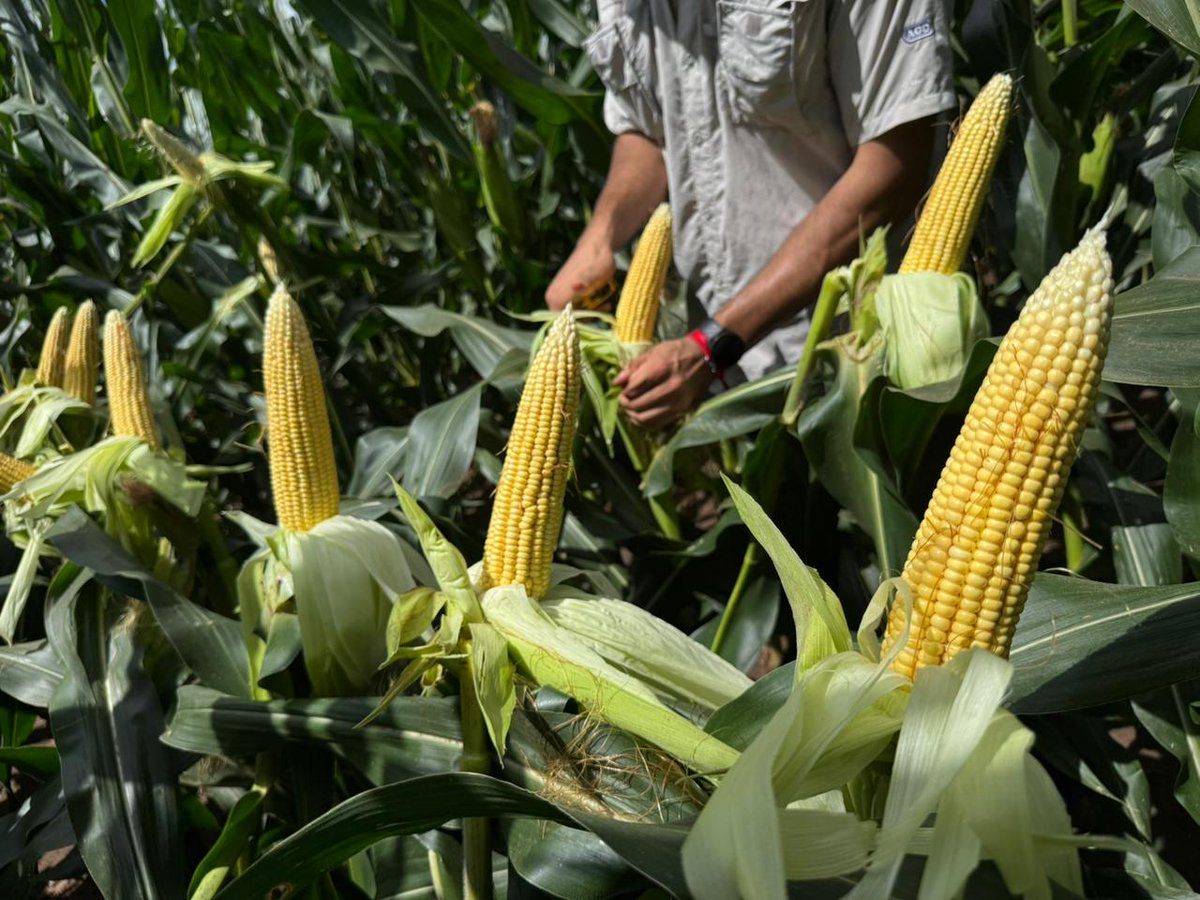 AGD TUCUMÁN tweet media
