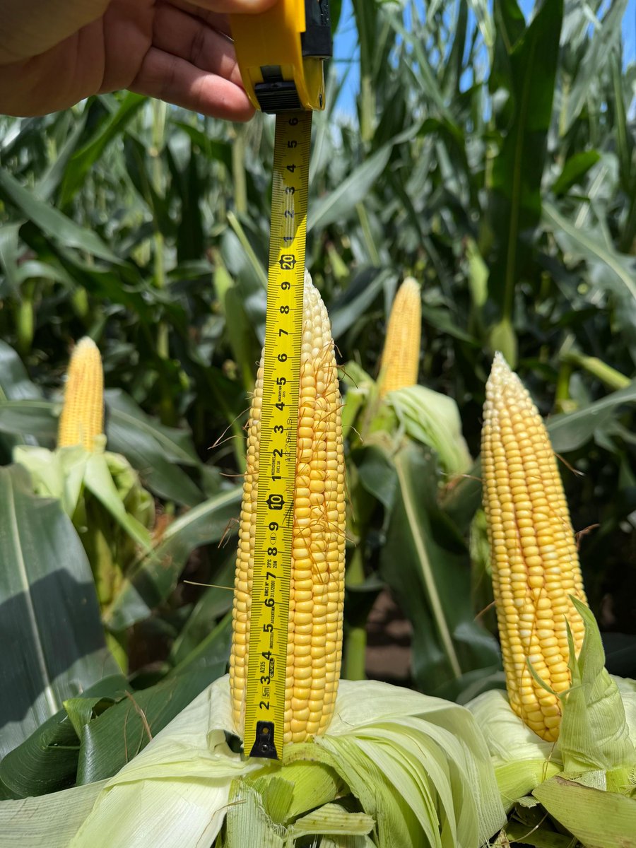 AGD TUCUMÁN tweet media