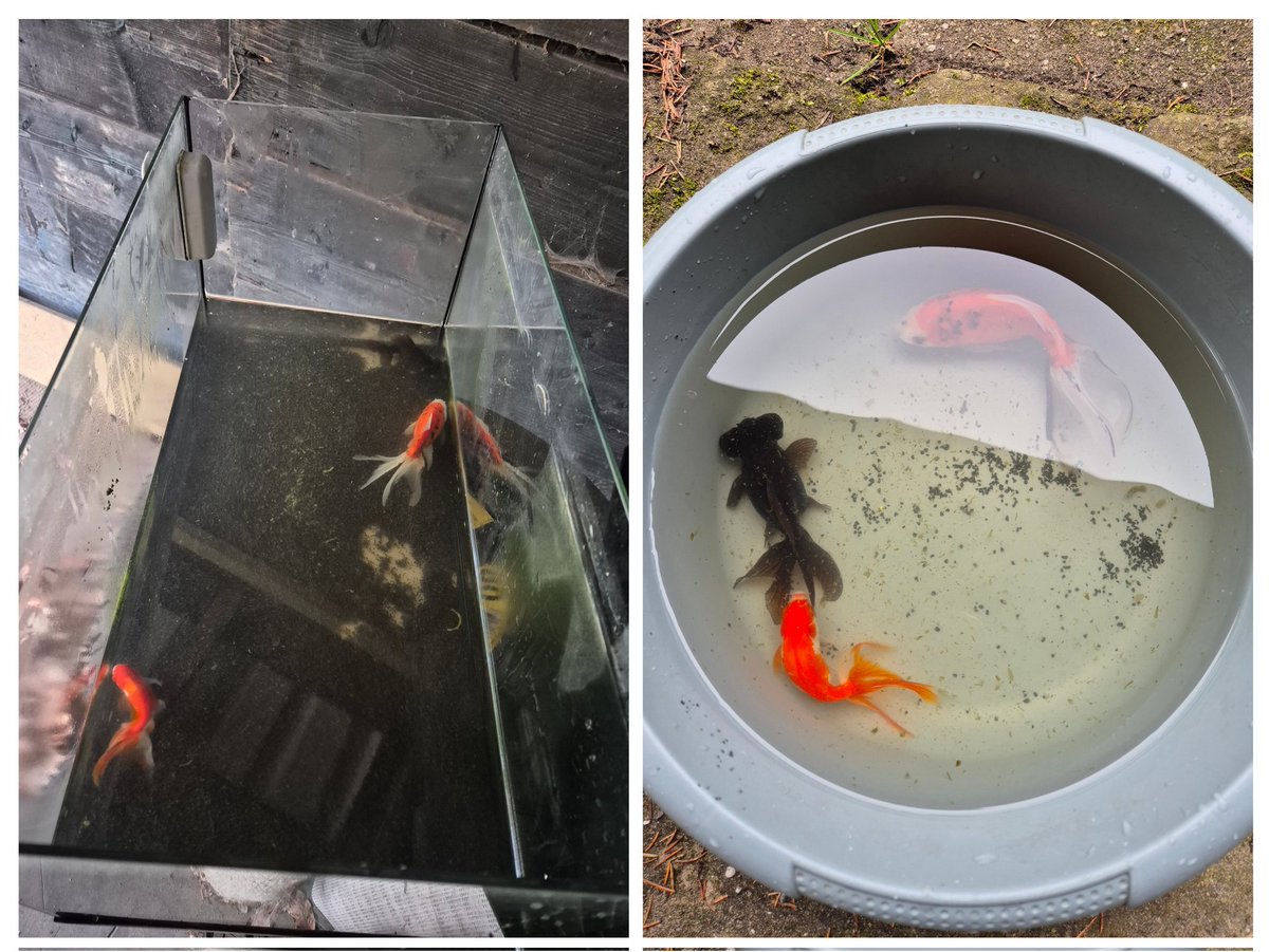 Milieu en dierenagent Leontine tweet media