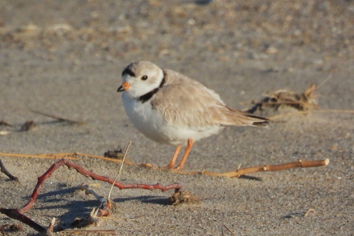 Larry Gaugler tweet media