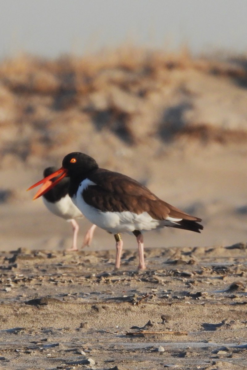 Larry Gaugler tweet media