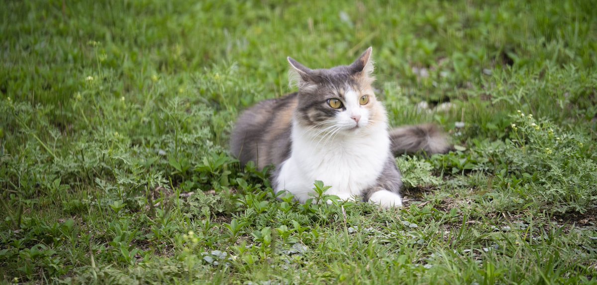 Christopher McQuade tweet media