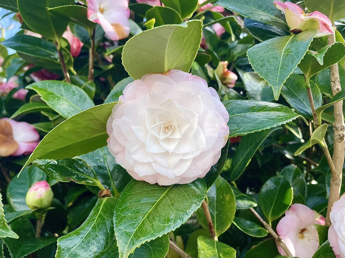 STEPHAN MATTHEWS (aka Stephen McCarthy) tweet media