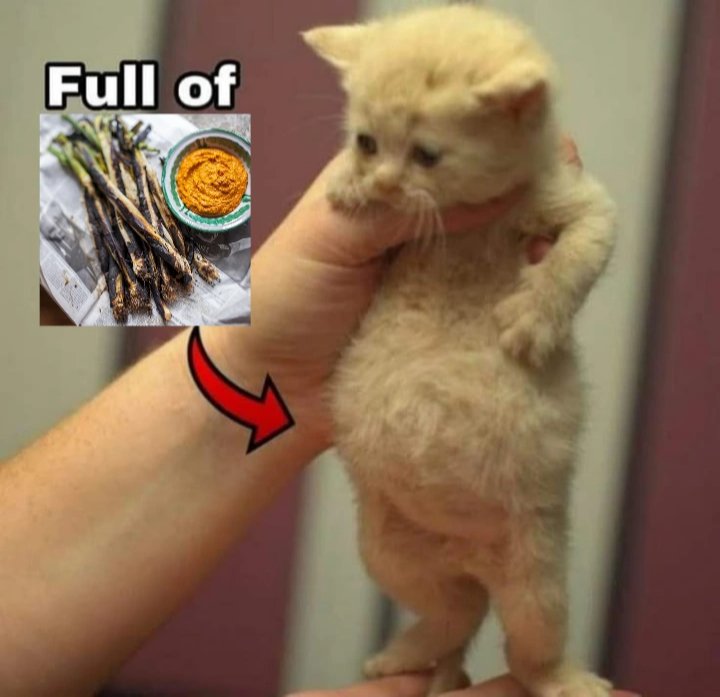 Pau Martí Clotet tweet media