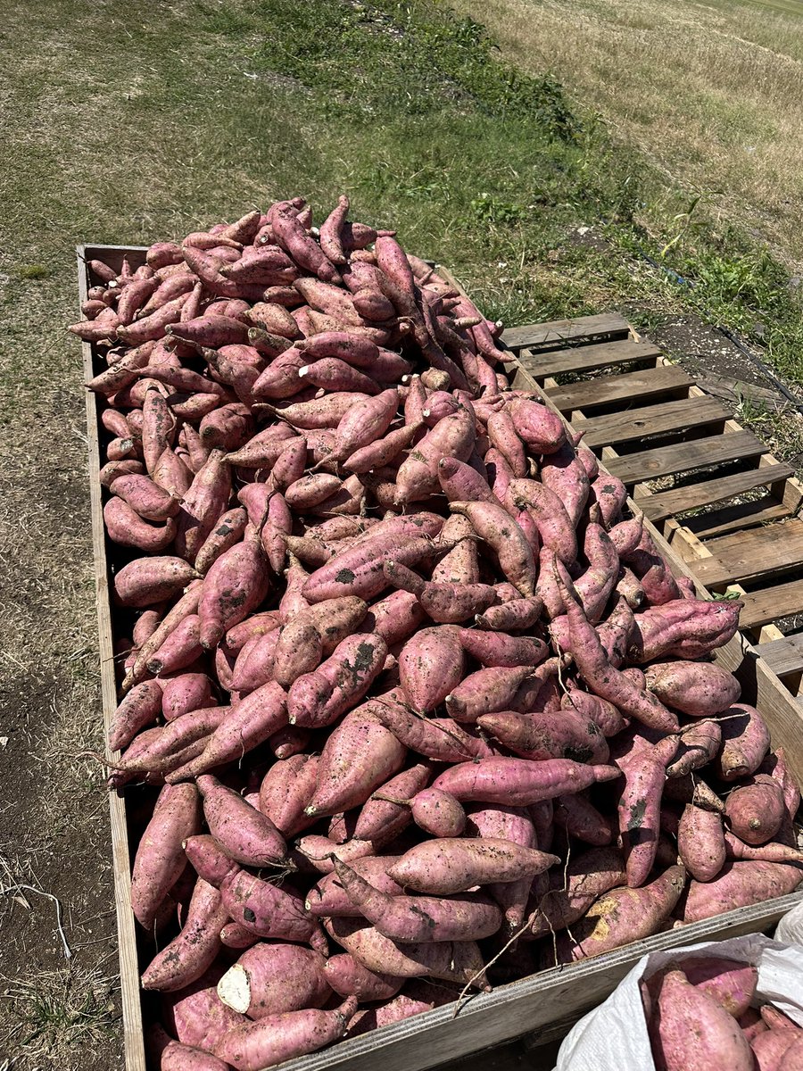 John Jones 👨🏾‍🌾🌱💧 tweet media