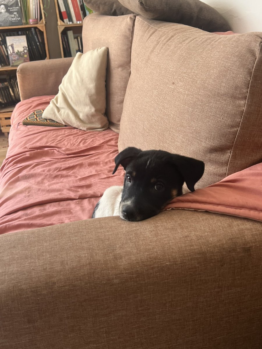 Esta cachorra preciosa busca un hogar bonito en la Cdmx. Ya tiene todo su protocolo 😍