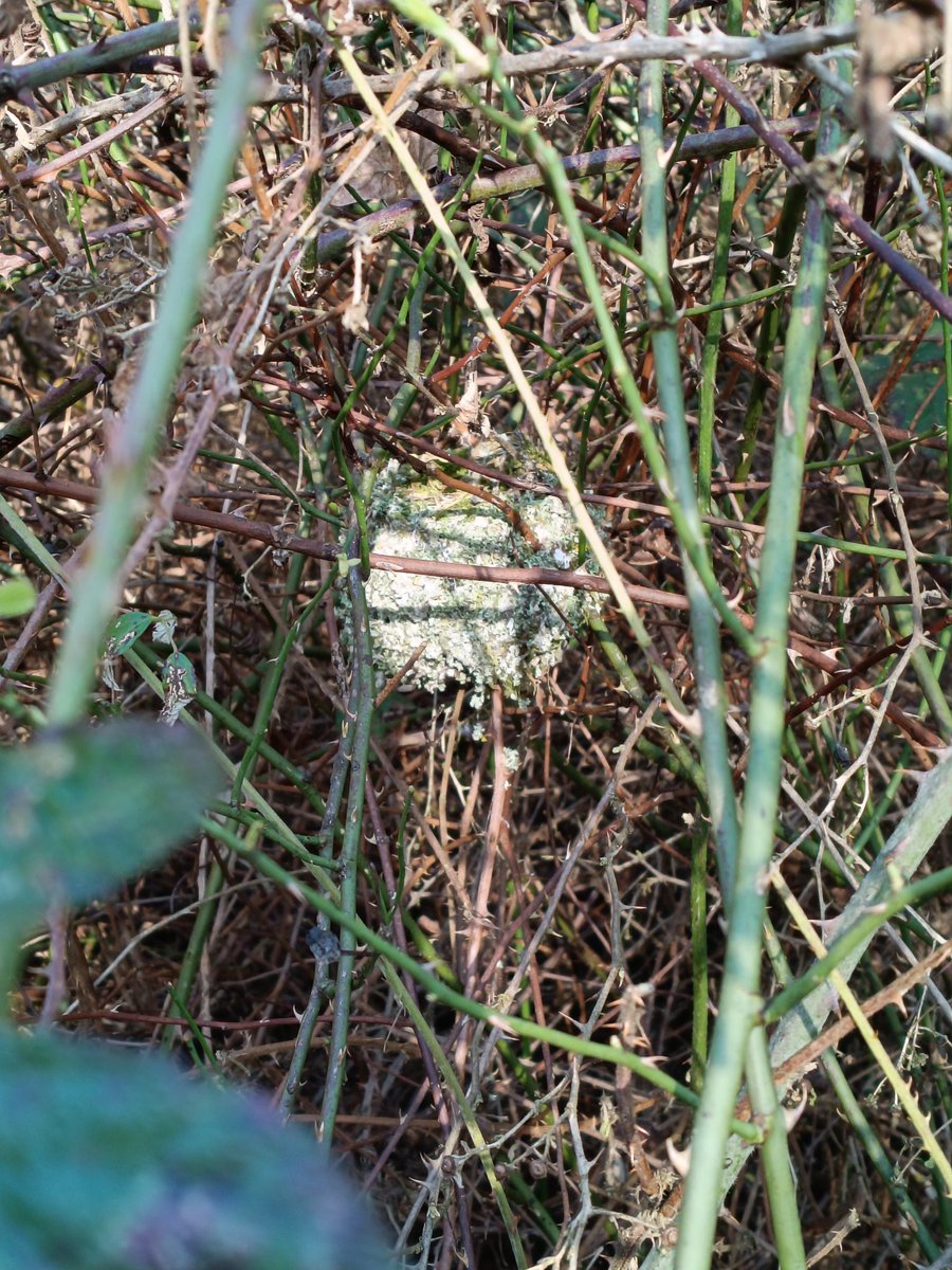 John Walshe tweet media