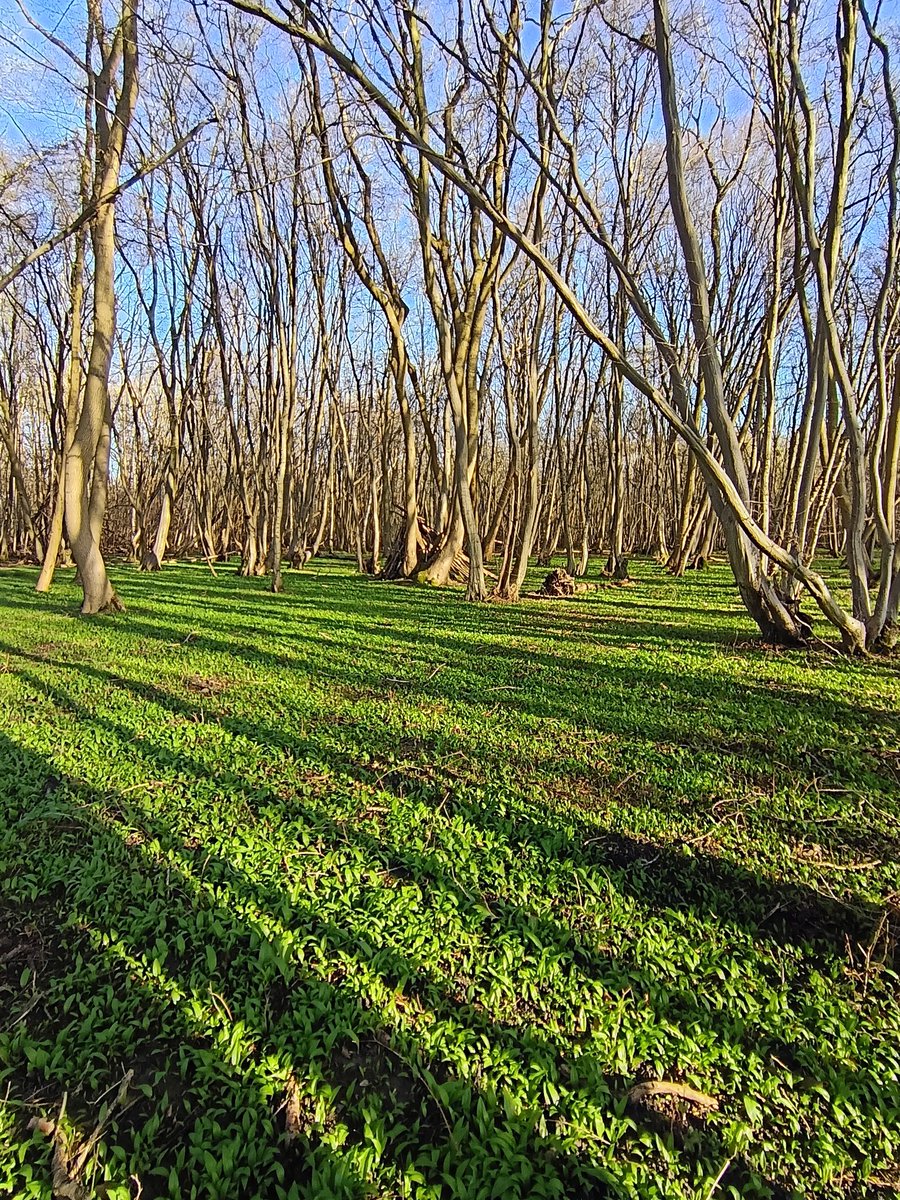 John Walshe tweet media