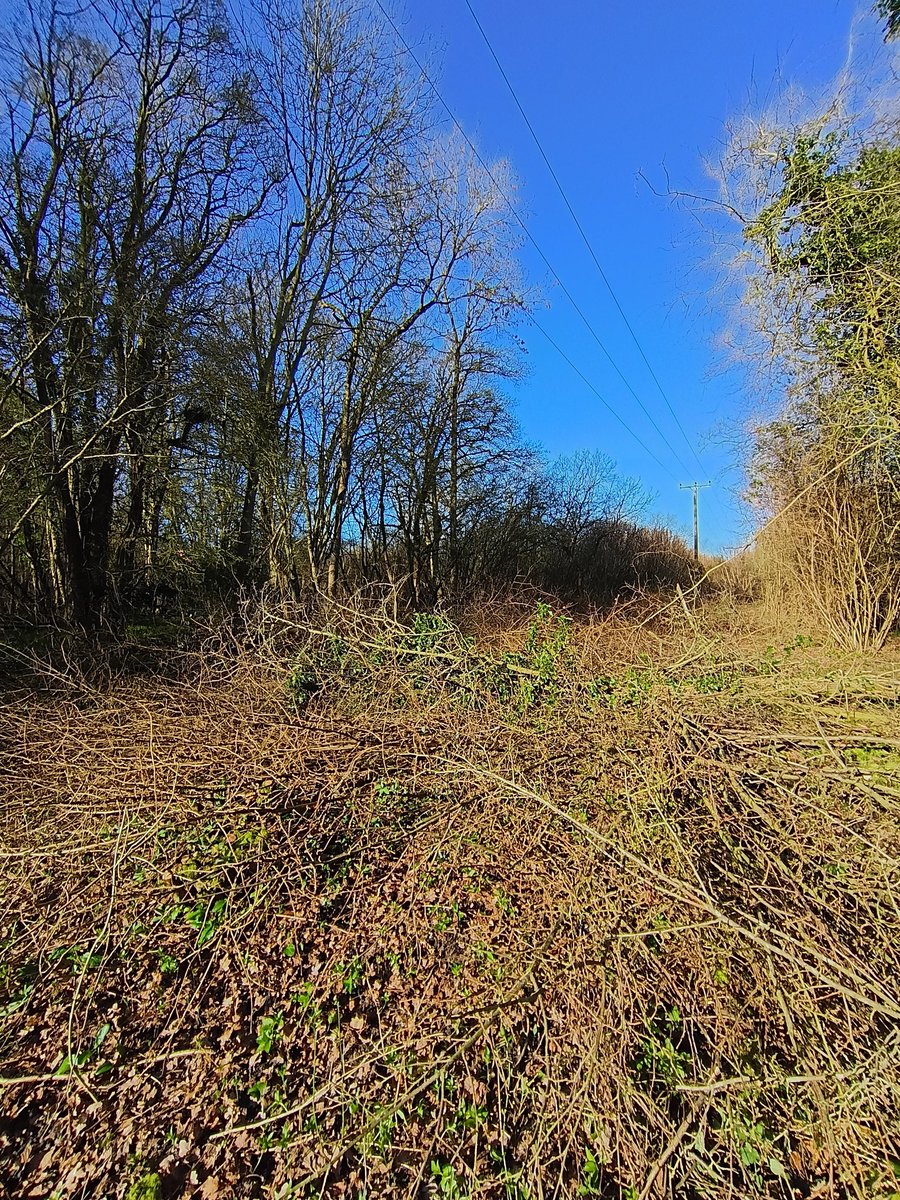 John Walshe tweet media