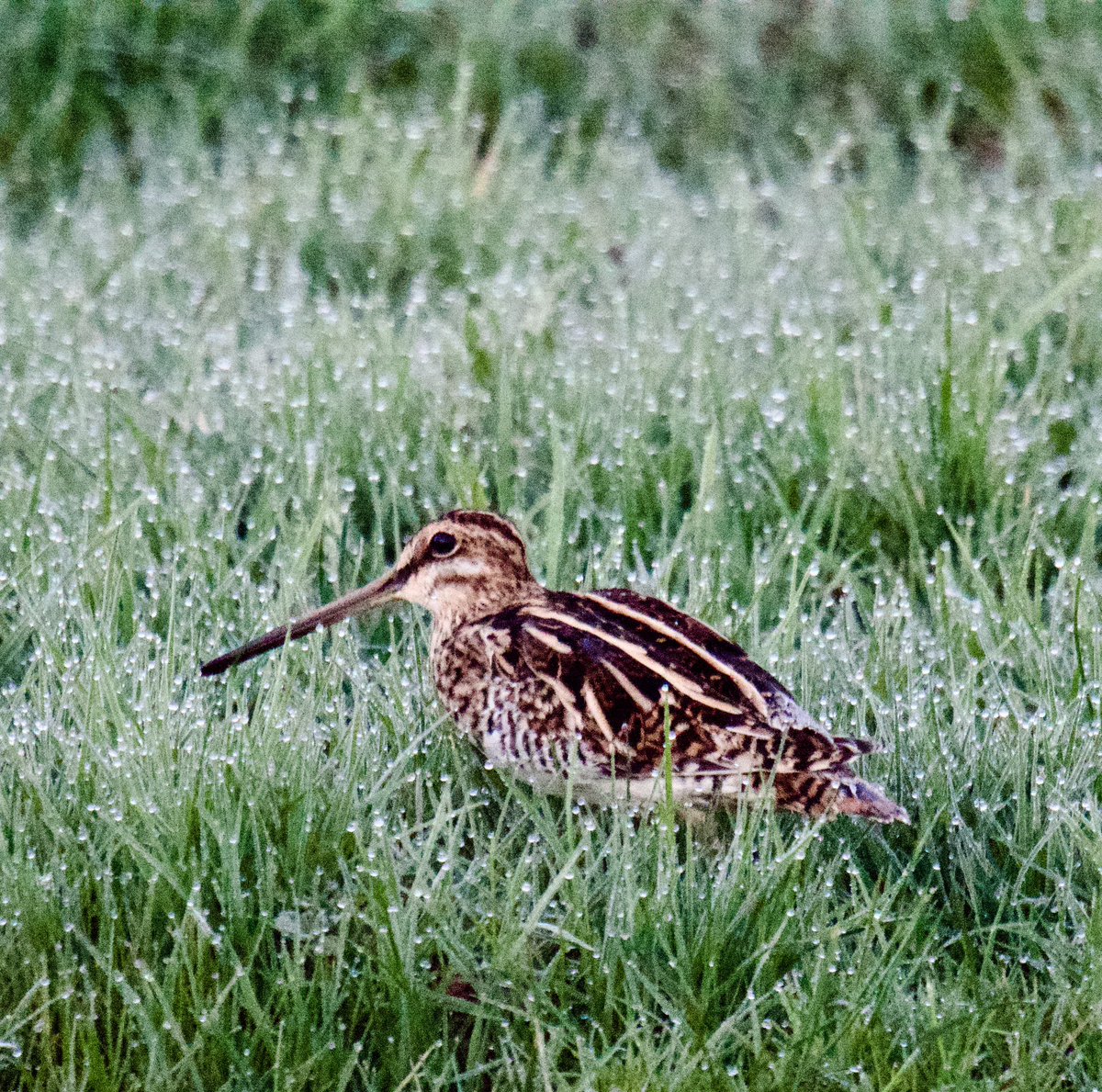 Tim Ridgeway tweet media