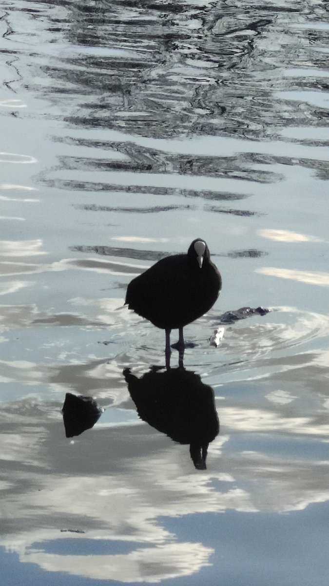 Bobby Seagull MBE tweet media