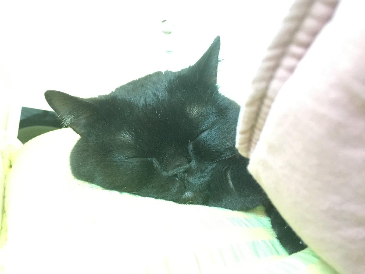 ㍍Meter tweet media