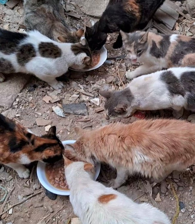 Animal Friends Shelter tweet media