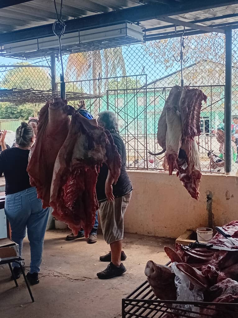 rlicea_mojena's tweet photo. La Empresa Porcino continúa la venta de cerdo, satisfacer la demanda de la población pinera en medio de las adversidades, es el compromiso de las empresas del sistema de la agricultura en #IslaDeLaJuventud #CubaEstáFirme  #SentirPinero #100AñosConFidel https://t.co/Ml8jyOM4ZT
