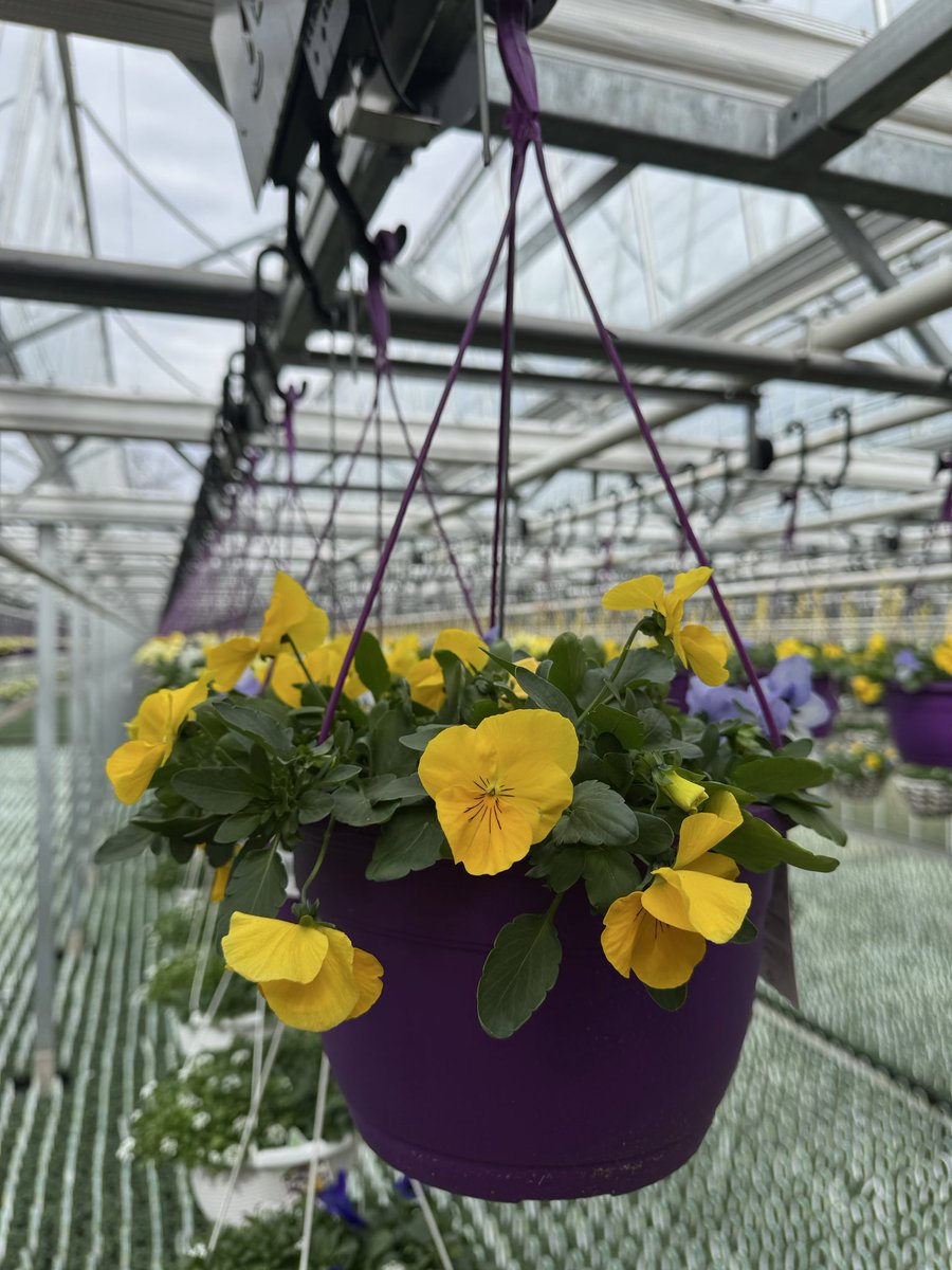 KurtzFarmsCT's tweet image. #Spring2006 #pansies #pansy #flowers #springplants #plants #outdoordecor