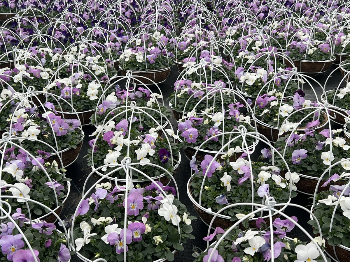 KurtzFarmsCT's tweet image. #Spring2006 #pansies #pansy #flowers #springplants #plants #outdoordecor