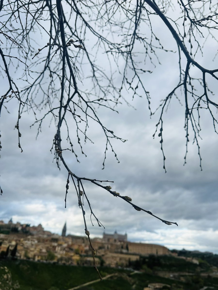 Almeces de Toledo 🌳 tweet media