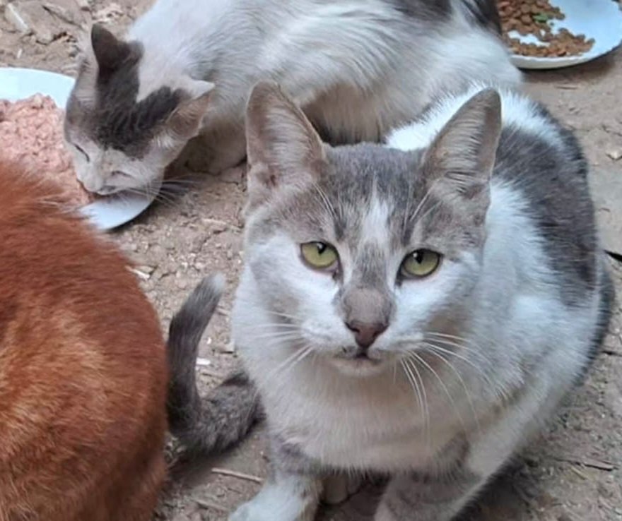 Animal Friends Shelter Gaza tweet media