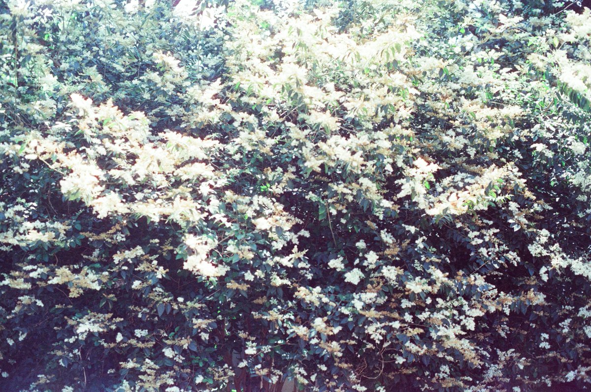 喵倫MeowRon tweet media