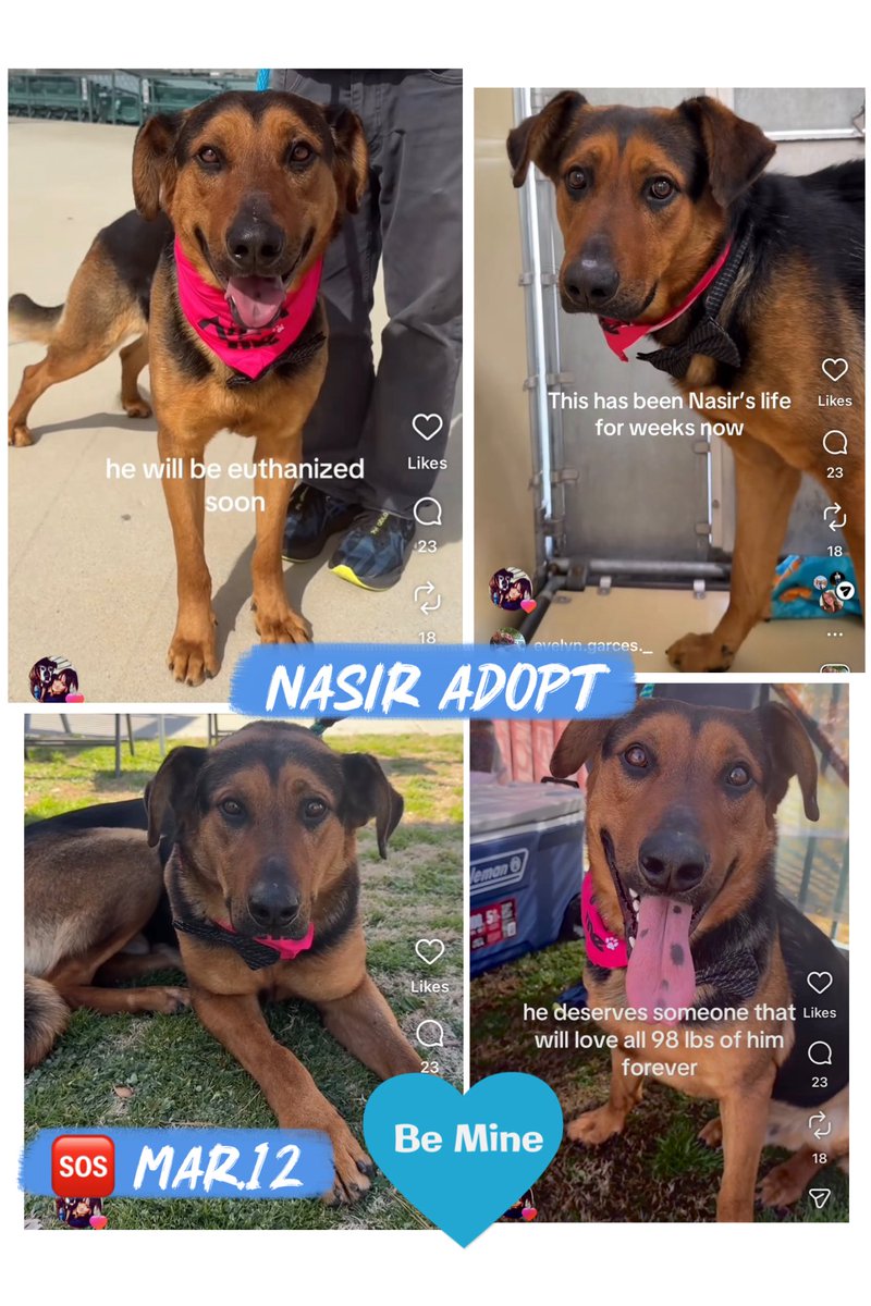 SarahjaneGille1's tweet image. MISSION SAVE NASIR #RESCUES 🙏in LosAngeles #GreatLosAngelesDog #SaveNashir #LADogSaveNashir #AdoptNashir #LASTARSADOPT #RescueNashir #FosterNashir #LADogAdoptNashir by the #GRACEOFGOD ALIVE 🙏🙏MAR.14 ENTERED JAN.26 🆘HOW NOT ADOPTED ~CRITICAL 🆘🚨‼️🙏I BEG YOU TO HELP NOW” I