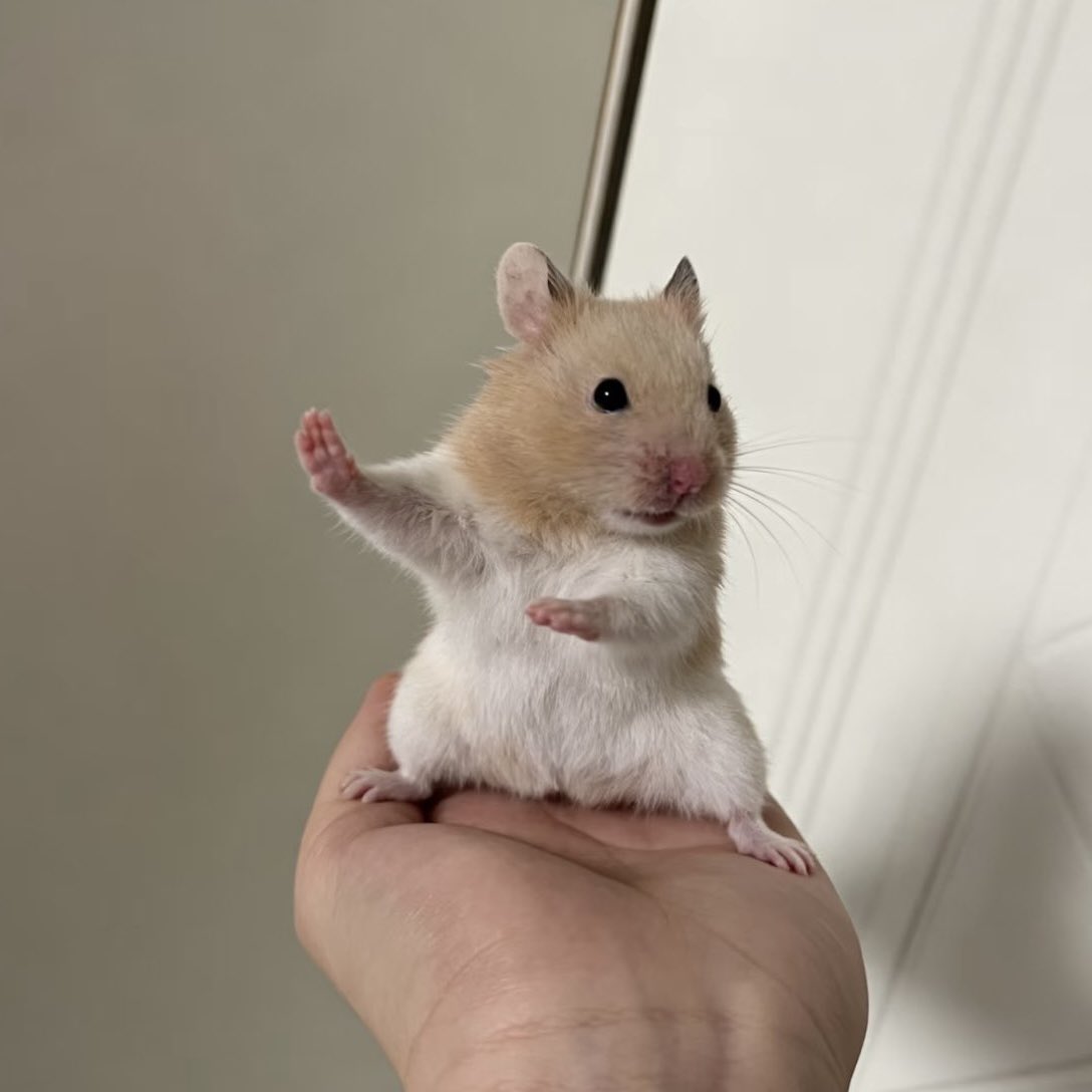 Stop no more, I am the only hamster
